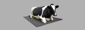 Should I buy cow mats for my dairy farm?