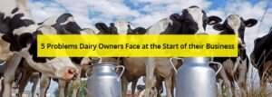 5 Problems Dairy Owners Face at the Start of their Business