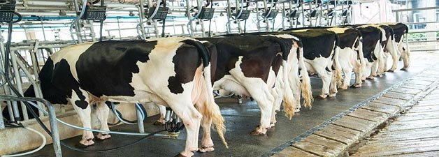 Is Milking Machine Good for Cows? Busting Myths about the Milking Machine