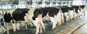 Tips for Buying Dairy Equipments to Dairy Farmers