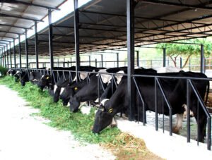 How to Setup a Commercial Dairy Farm Business in India