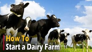 How Someone Can Start a Dairy Business From Scratch and With No Money