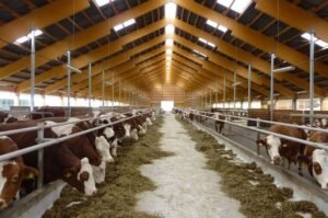 Is Dairy Farming Business for you?