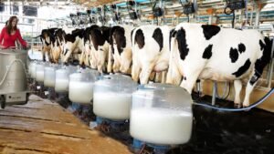 Whom to Contact for Starting Dairy Farming Business