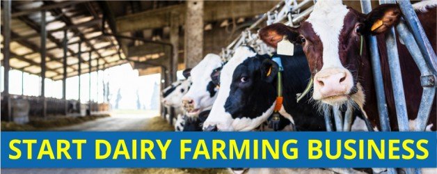 WANT TO SET UP A DAIRY FARM?