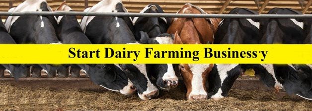 5 things People Overlook Before Starting their Dairy Business