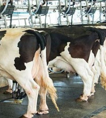 5 Myths About the Dairy Industry
