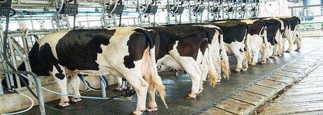 Is Milking Machine Good for Cows? Busting Myths about the Milking Machine