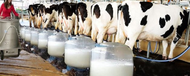 Whom to Contact for Starting Dairy Farming Business