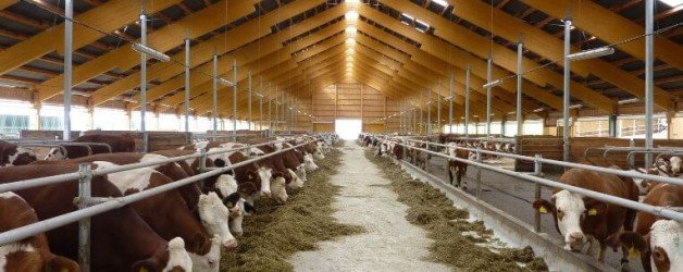 Is Dairy Farming Business for you?